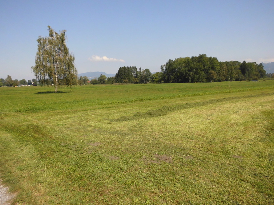 Ried Lustenau Natur